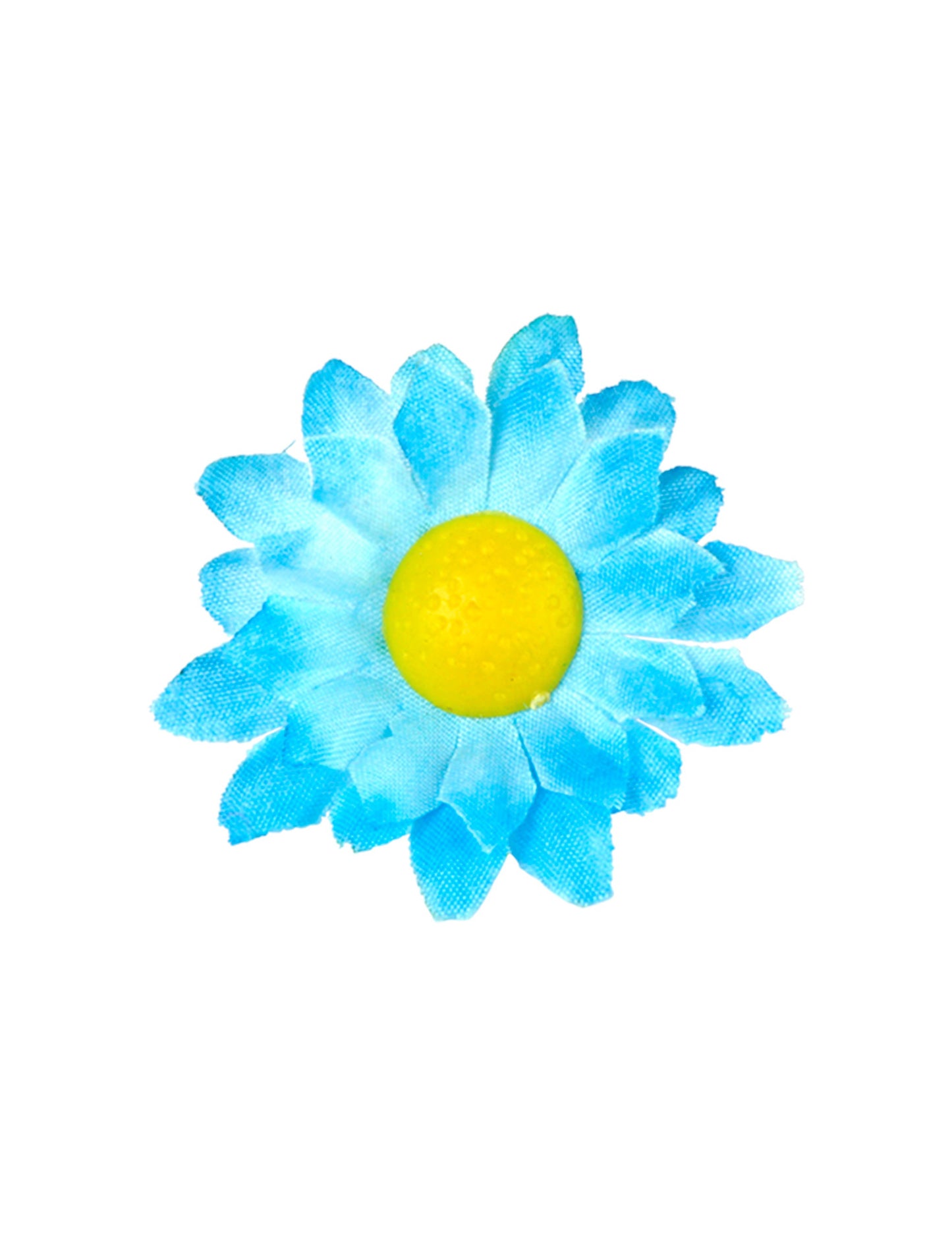 Boite de 20 fleurs marguerite bleu