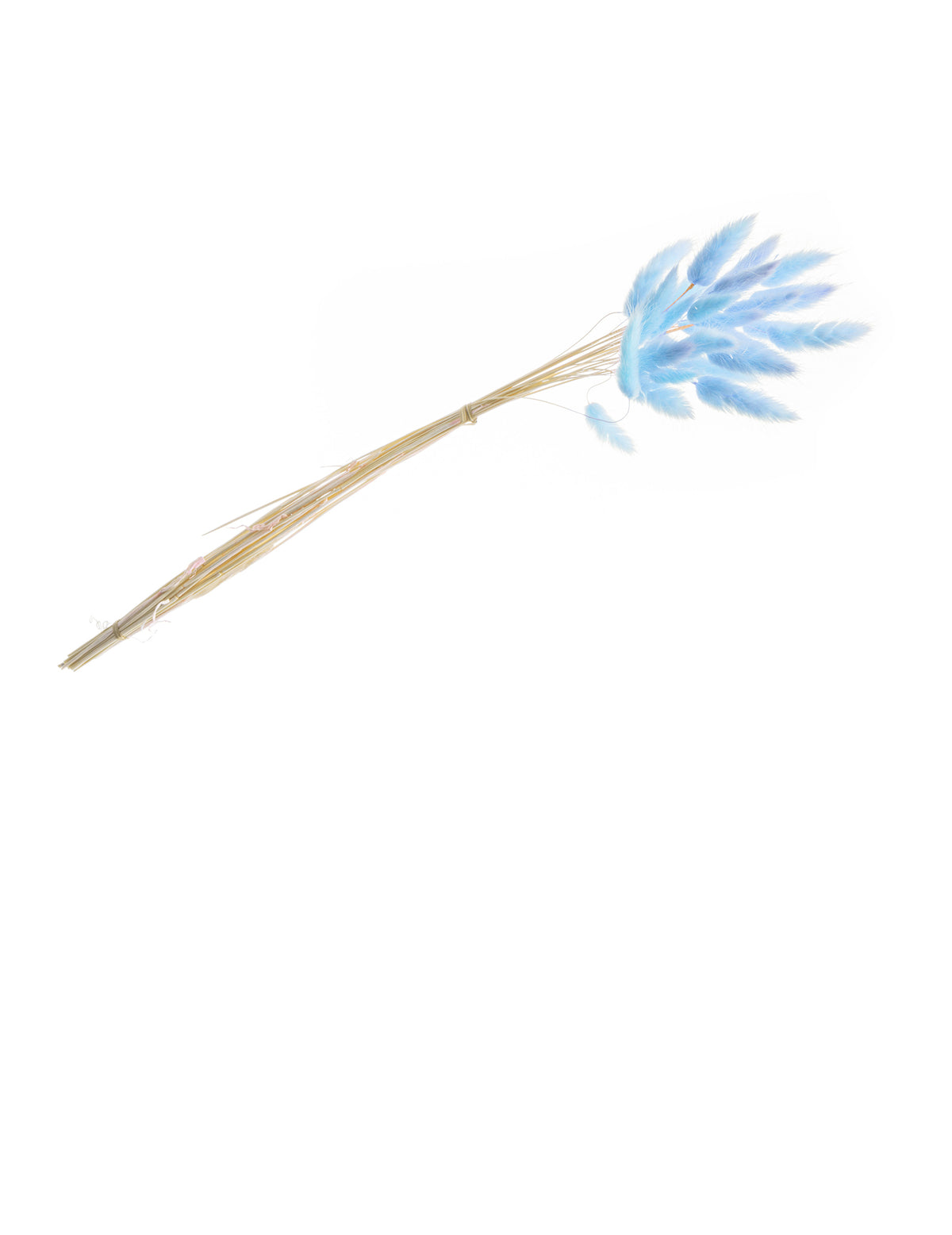 Bouquet de lagurus pour décoration bleu pastel avec 25 tiges séchées
