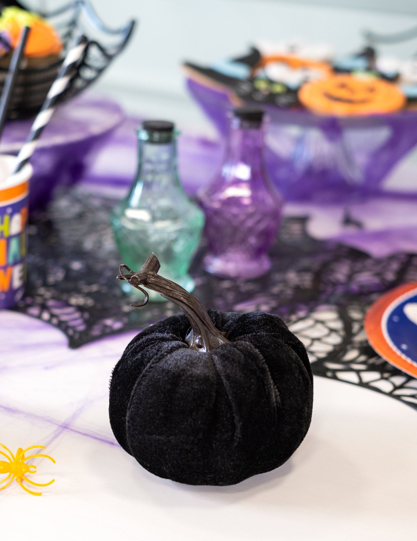 Črna žametna buča 10 cm