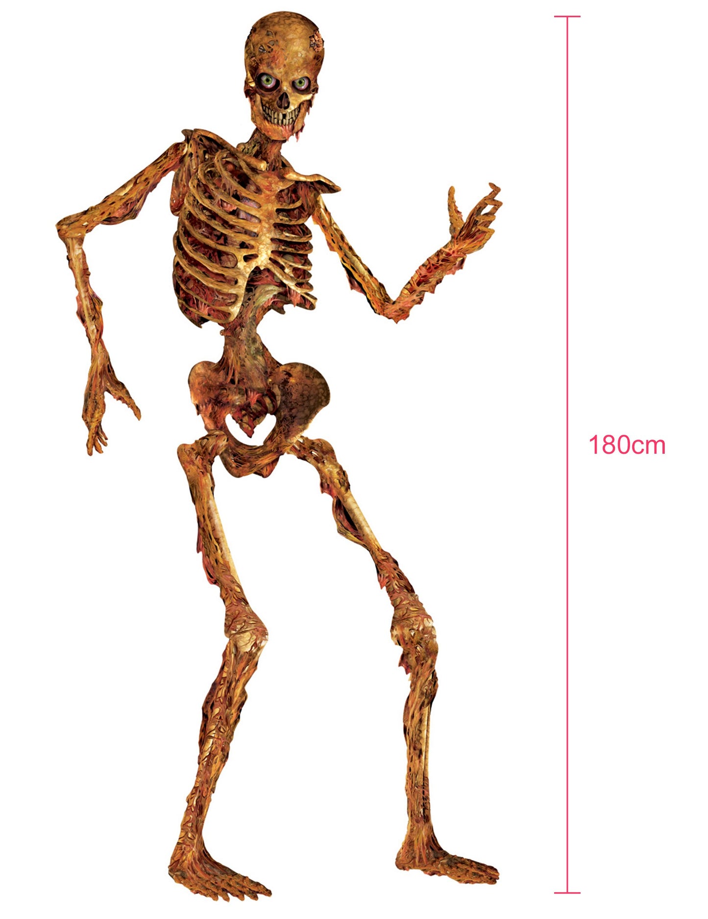 Okrasna okostje, artikulirano v razpadu 180 cm