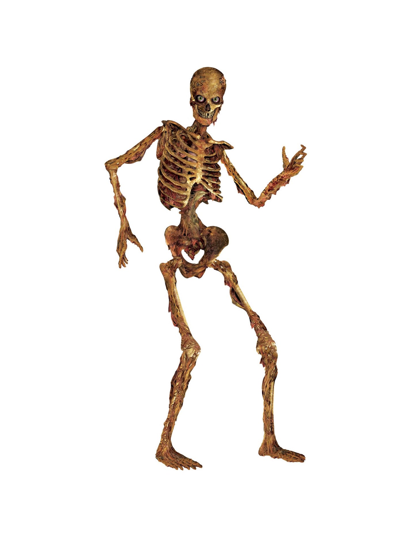 Okrasna okostje, artikulirano v razpadu 180 cm