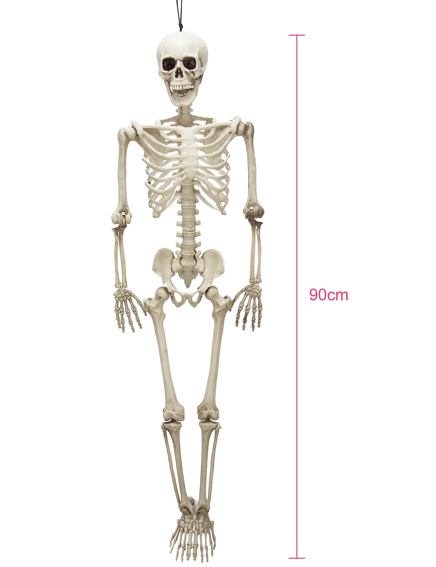 Vue d'ensemble avec échelle du squelette articulé Halloween