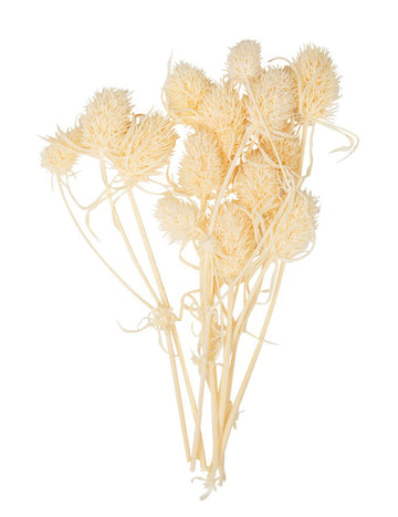 10 majhnih posušenih naravnih osatov 8 cm