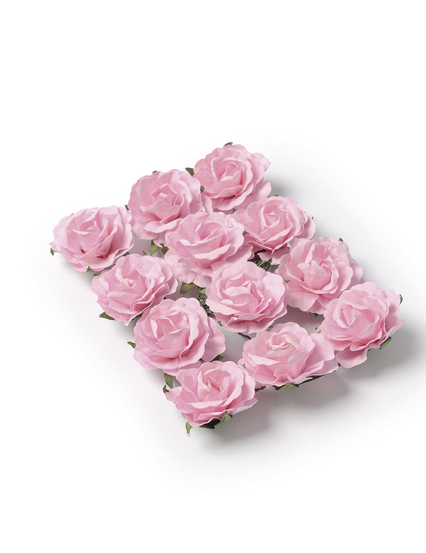 12 Rose roza vrtnice