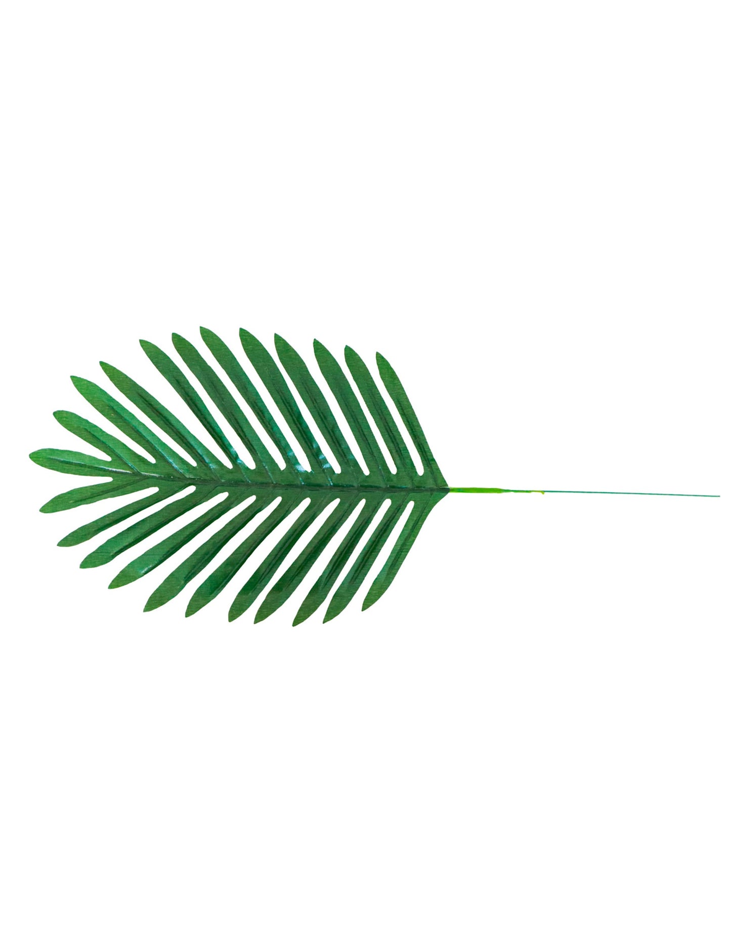 Feuilles de palmier pour décoration tropicale verte