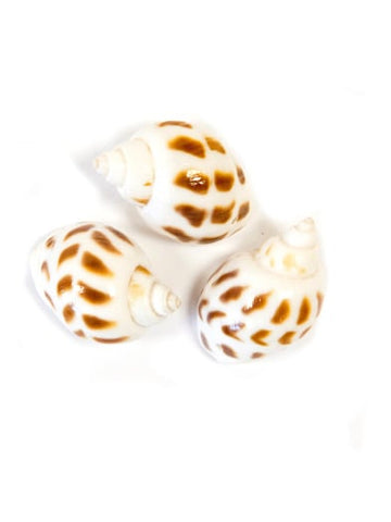 6 majhnih belih okrasnih školjk s pikami 3 x 2,5 cm 