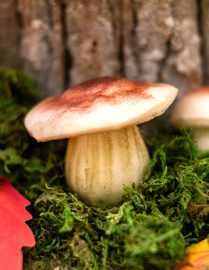 7 penastih gob 3 cm - 6,5 cm