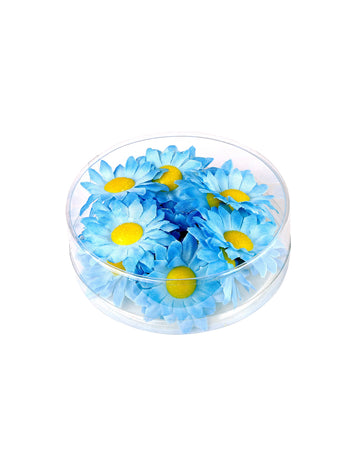 Boite de 20 fleurs marguerite bleu