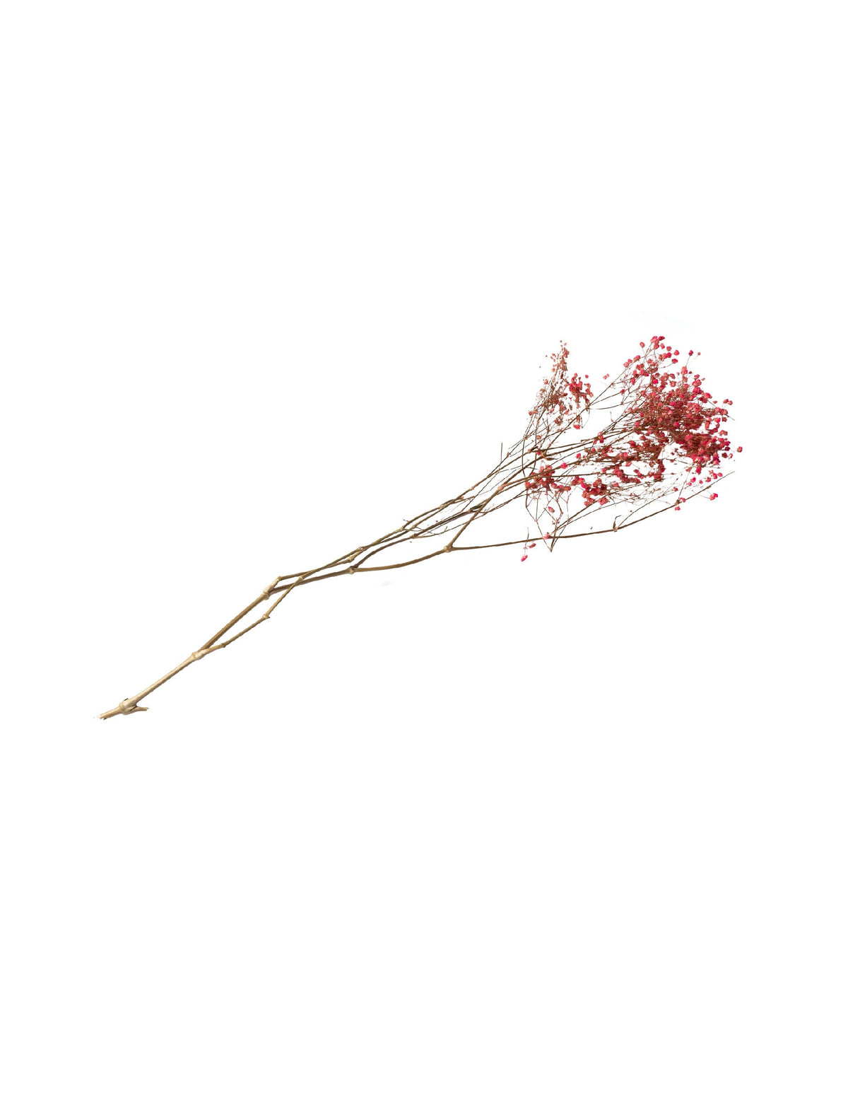 Bouquet de gypsophiles séchées pour décoration rose