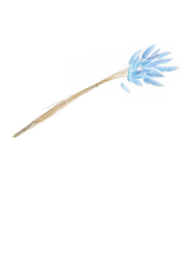 Bouquet de lagurus pour décoration bleu pastel avec 25 tiges séchées