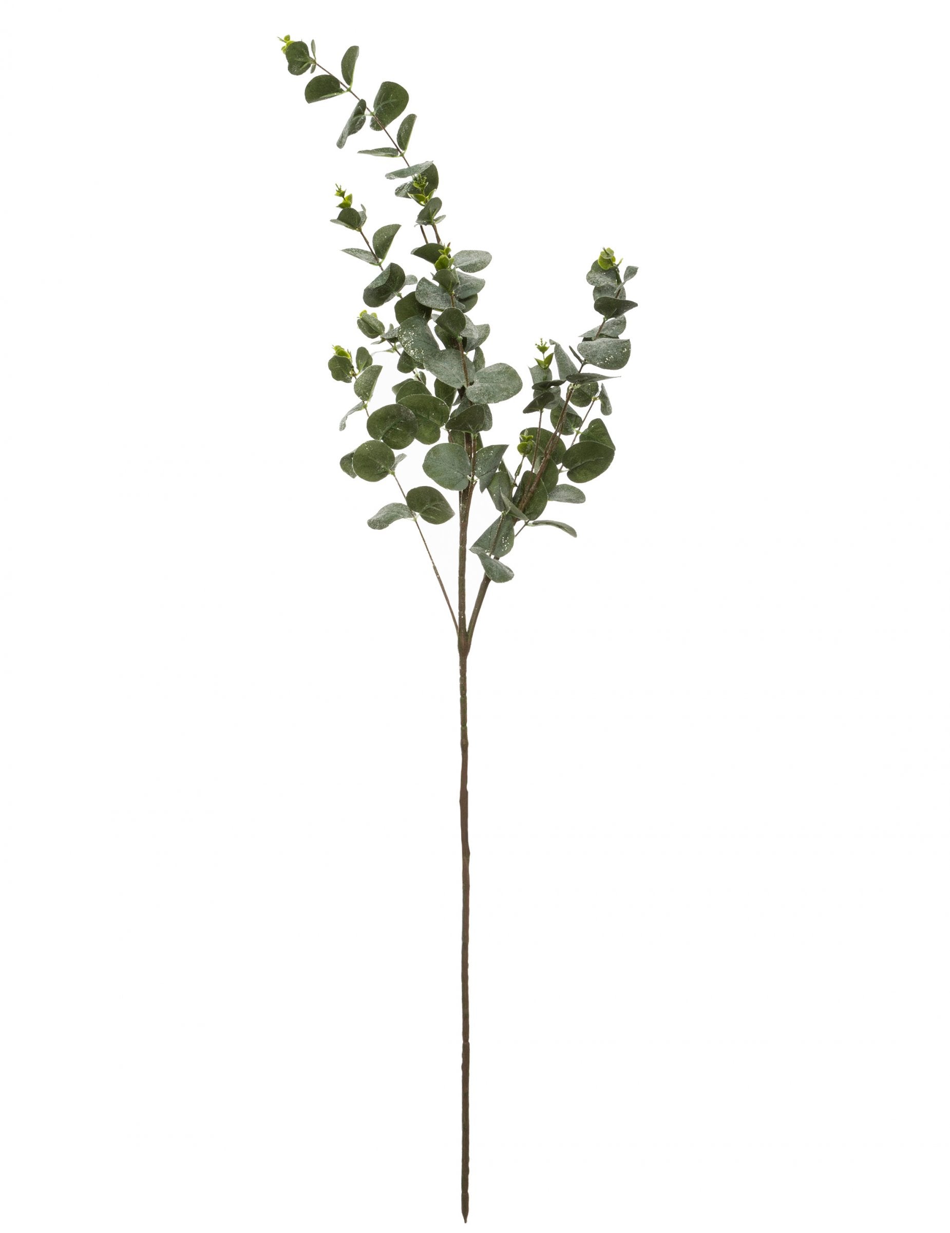 Branche d'eucalyptus décoration naturelle verte