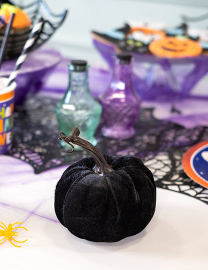 Črna žametna buča 10 cm