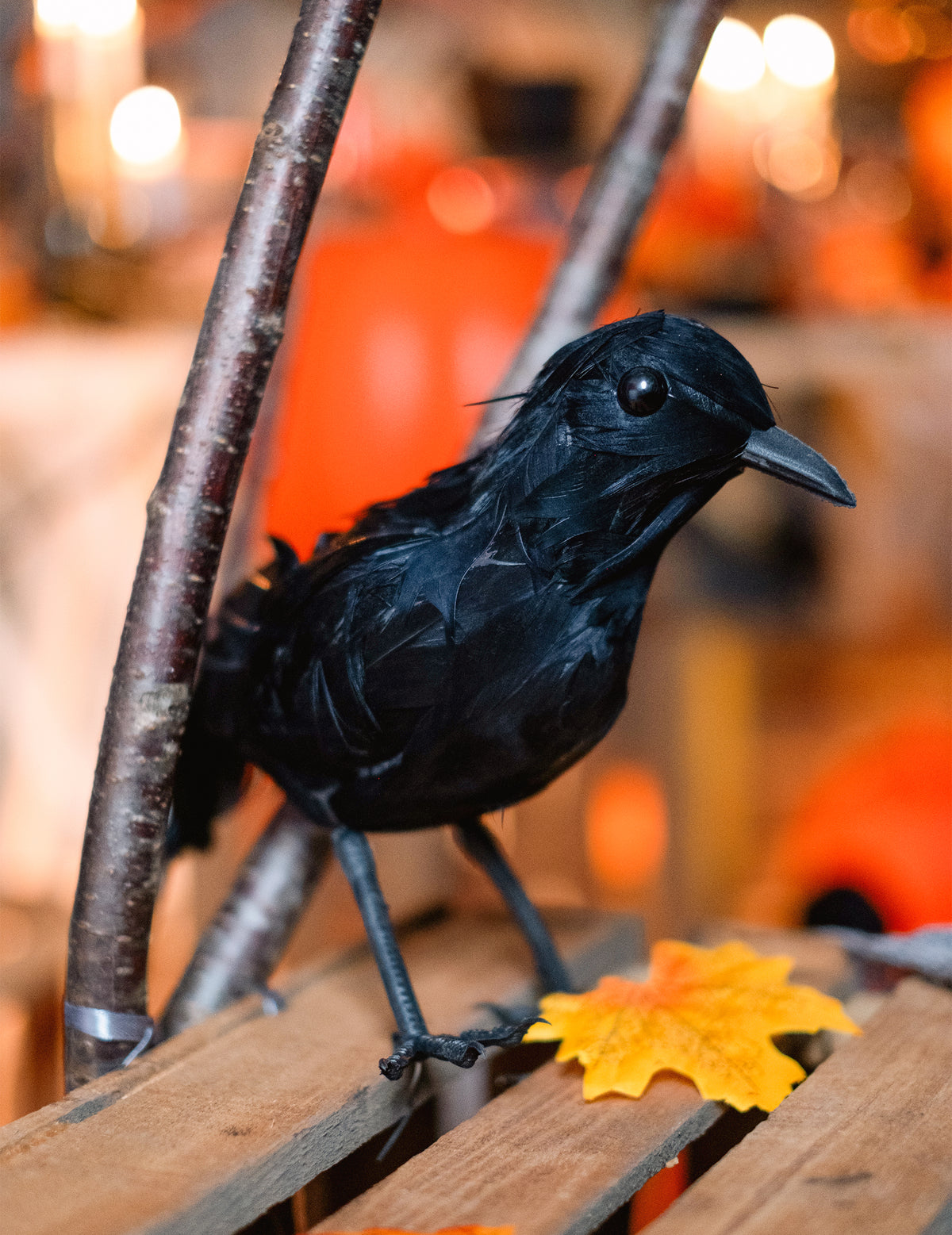 Gros plan sur les plumes du corbeau en plumes pour décoration d'Halloween