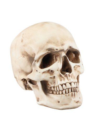 Lobanja iz smole 21 cm