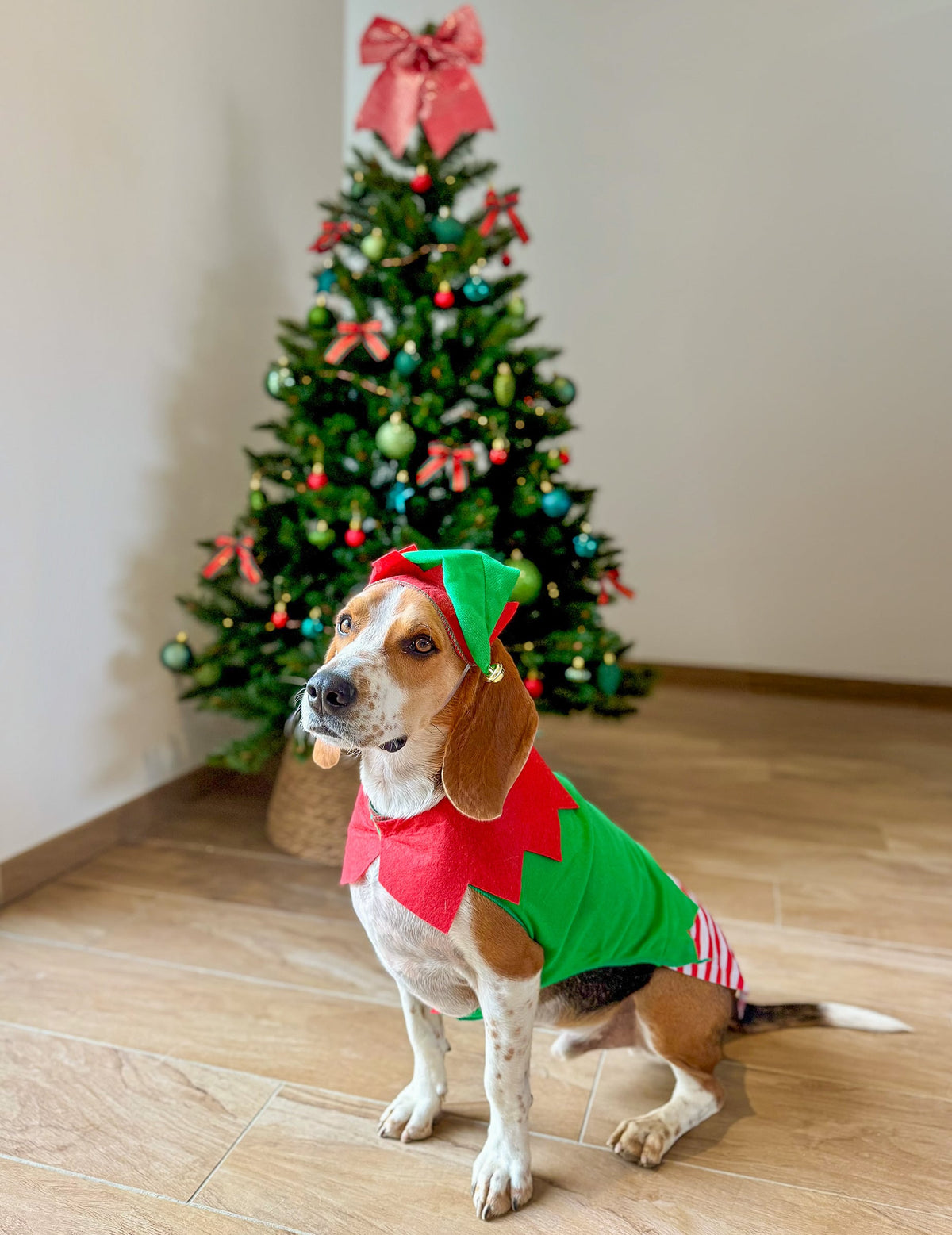 Vue de profil du déguisement elfe de Noël pour chien