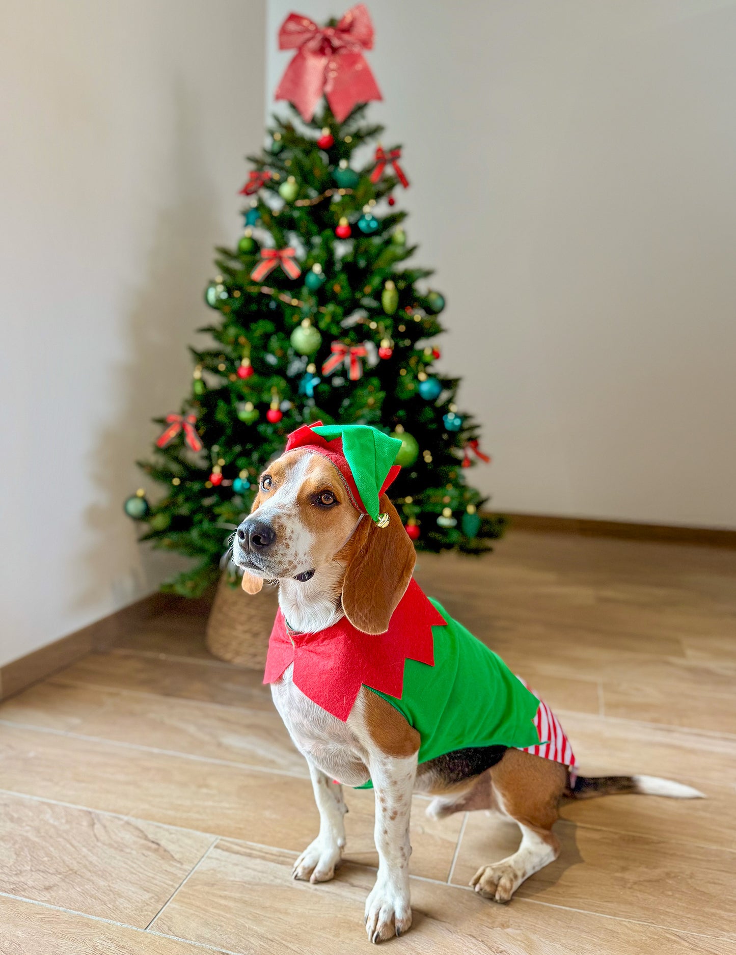 Božični kostum škrata za pse