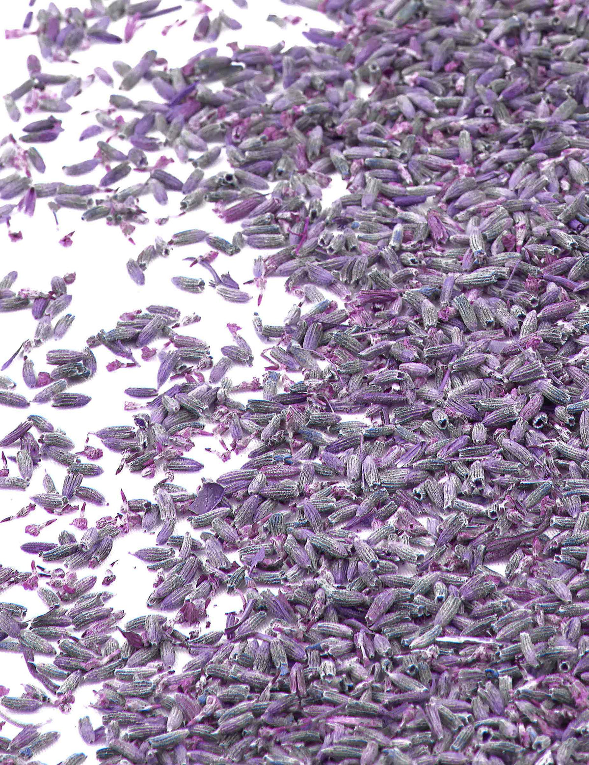 Fleurs de lavande naturelles pour mariage violettes