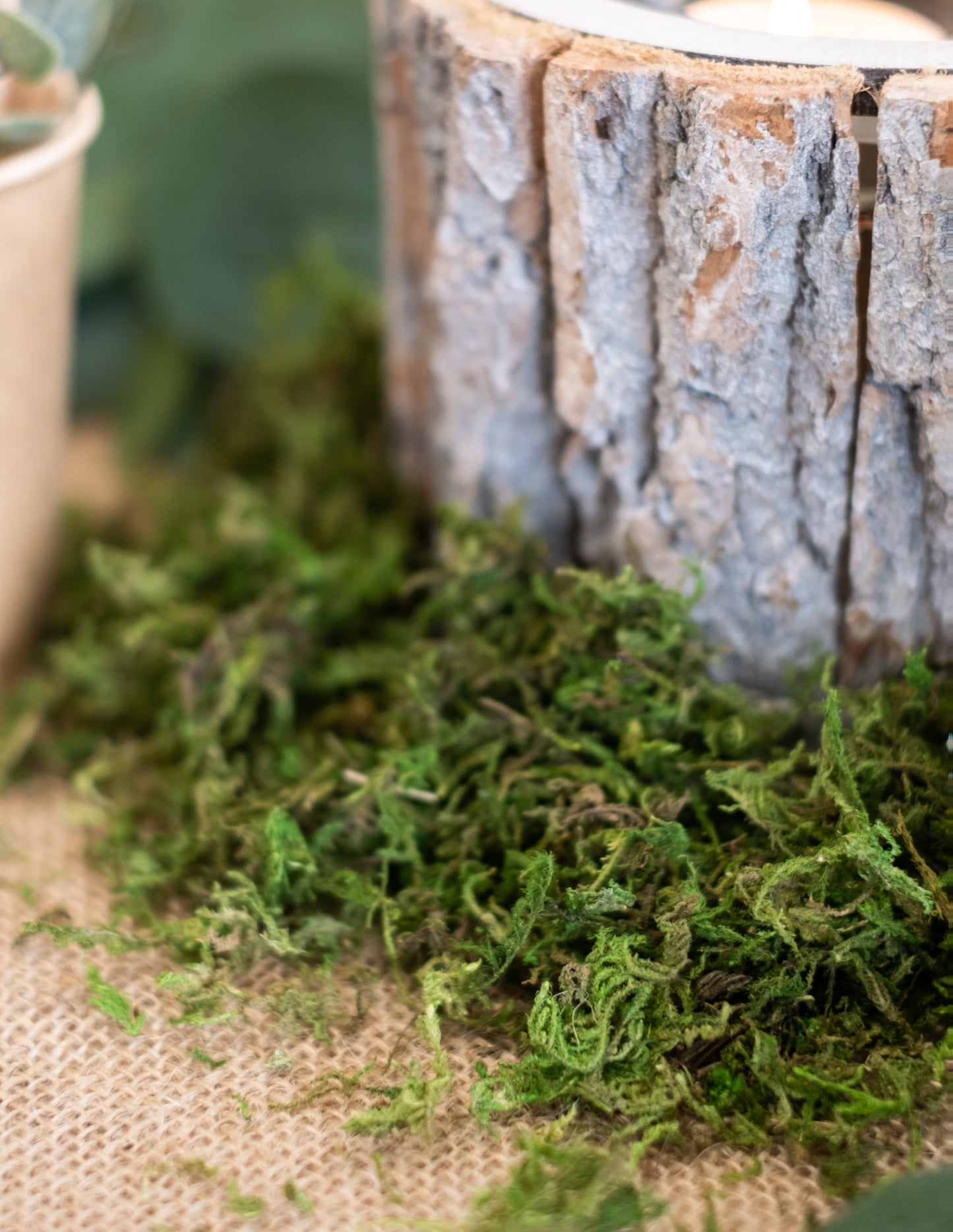 Mousse végétale séchée 50 gr pour décoration naturelle