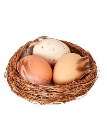 Naravno gnezdo s 3 jajci 12x4 cm