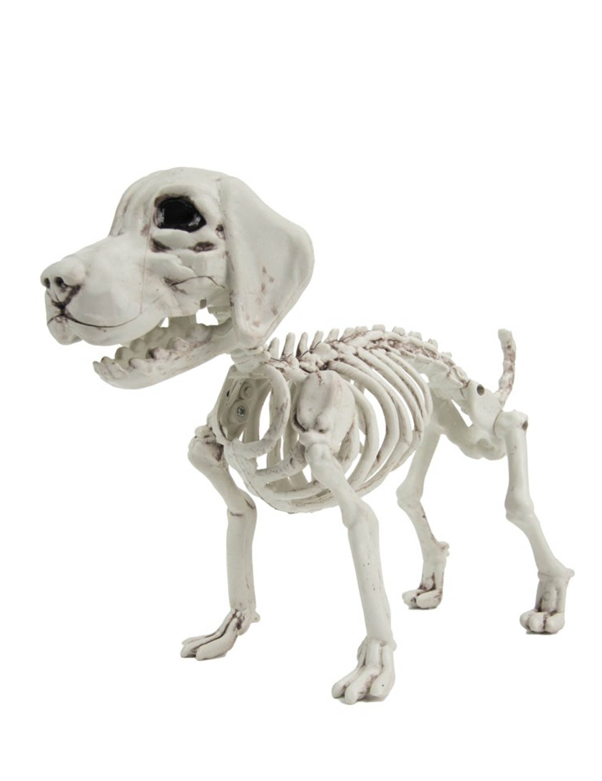 Squelette de chien pour Halloween blanc cassé vieilli