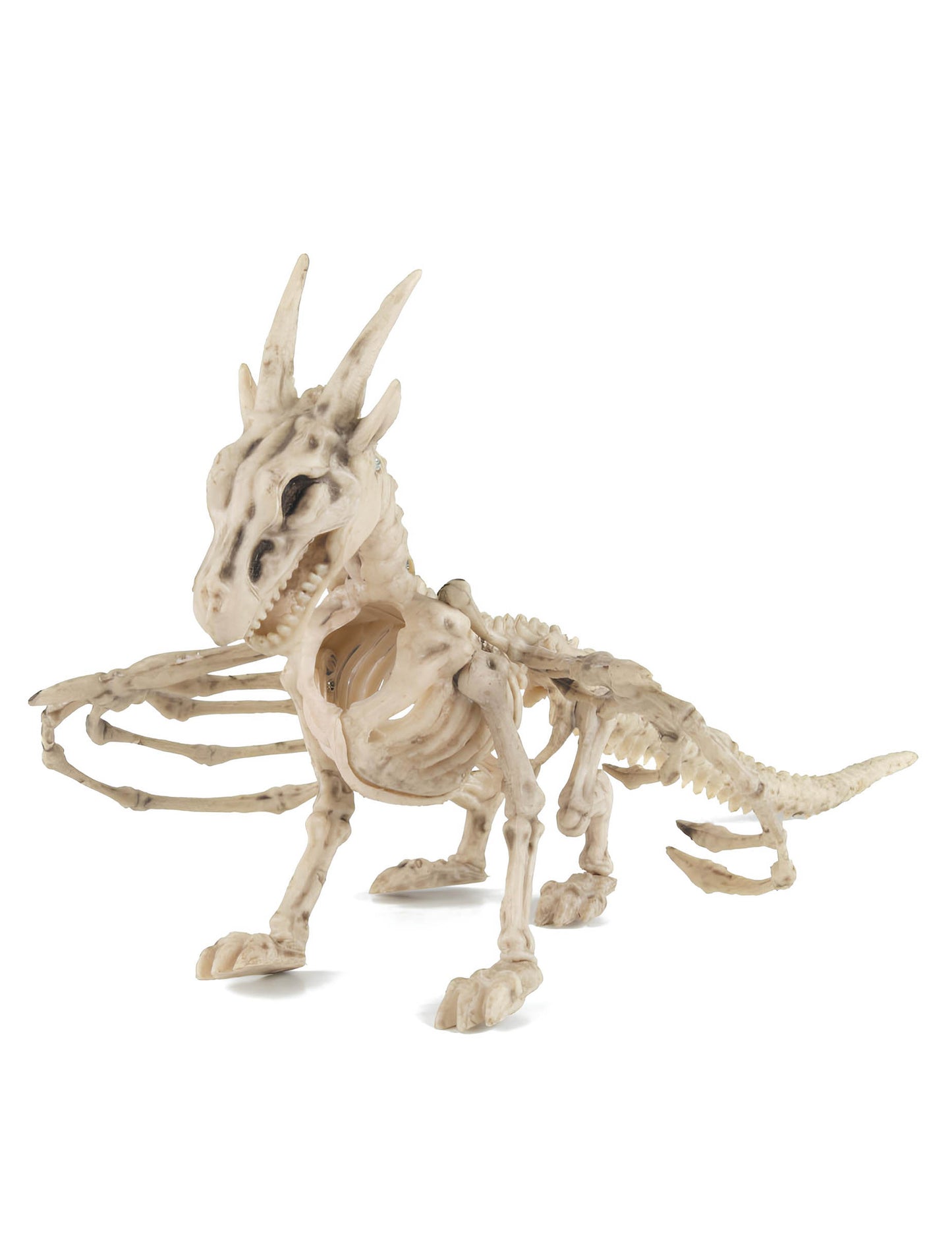 Zmajevo okostje 35 cm