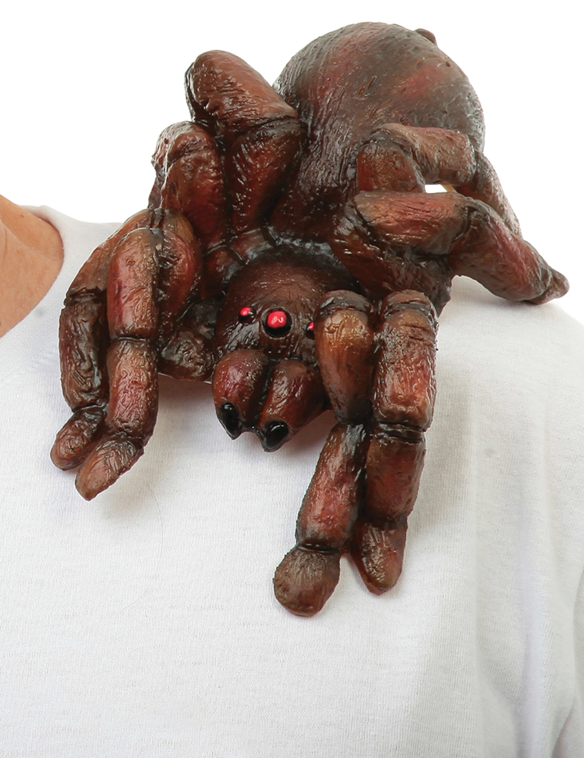 Gros plan de face de la tarantule d'épaule pour adulte